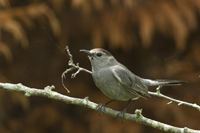 Dumetella carolinensis